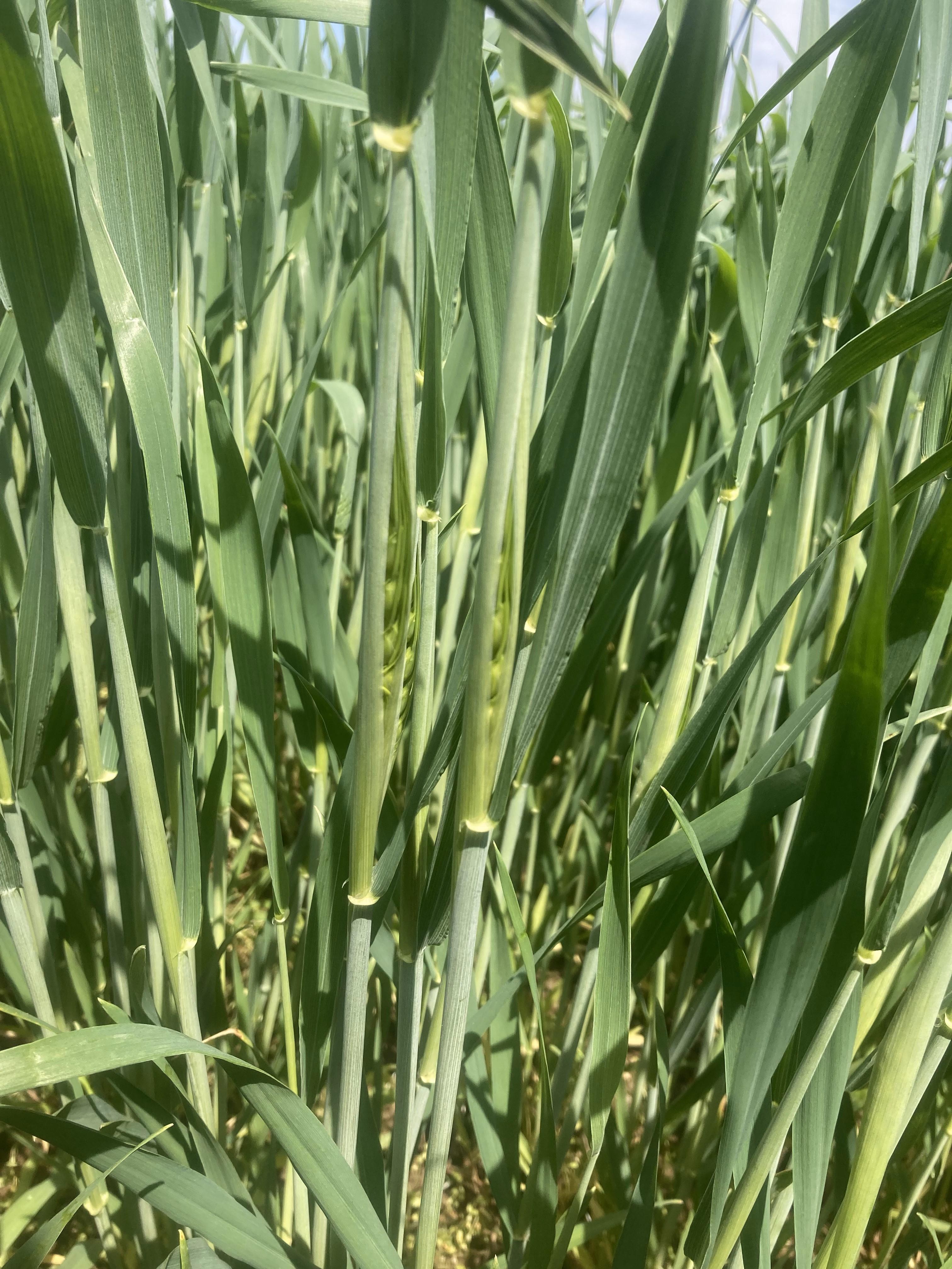 Wheat plants